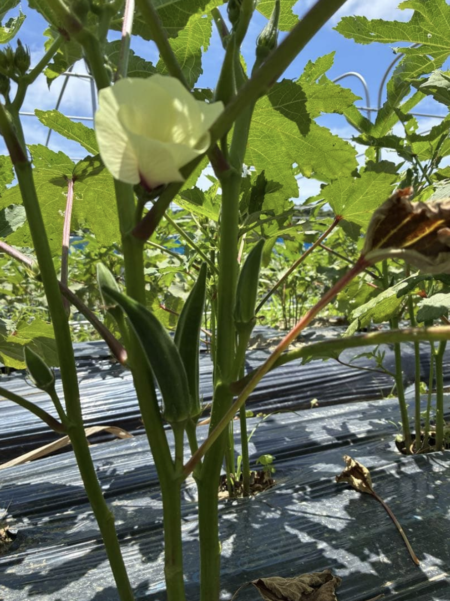 Okra Seedlings